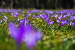 koscielisko-residence-24